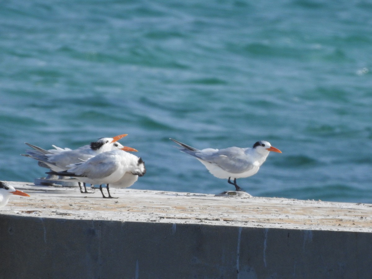 Royal Tern - ML614999687