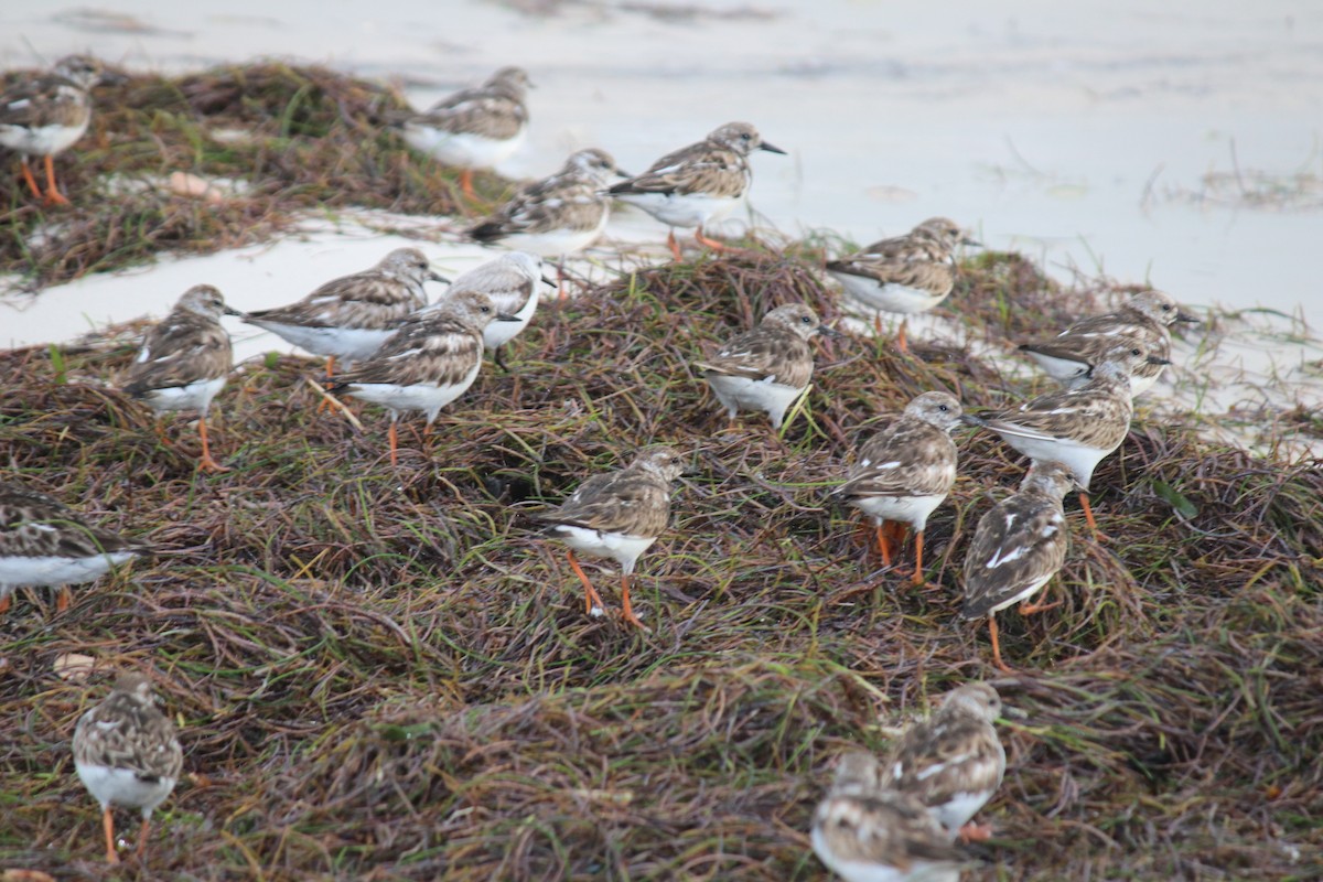 Ruddy Turnstone - ML614999701