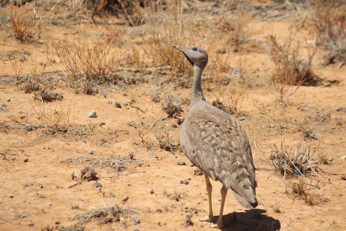 Karoo Bustard - Gideon Williams