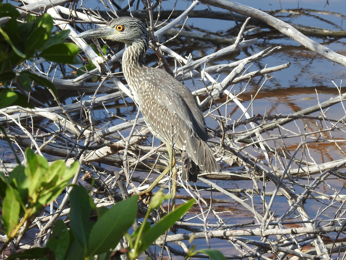 Yellow-crowned Night Heron - ML614999709