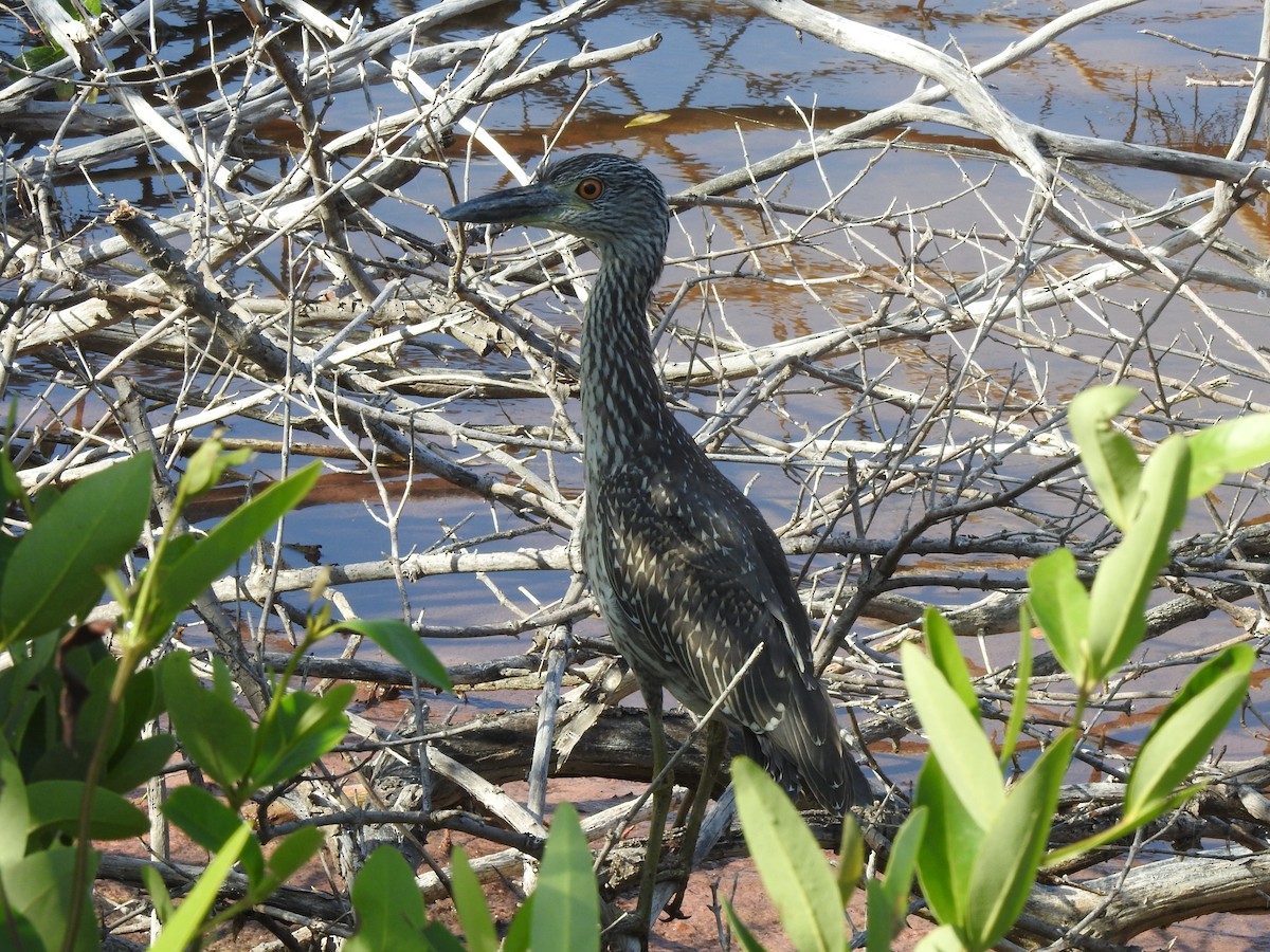 Yellow-crowned Night Heron - ML614999710