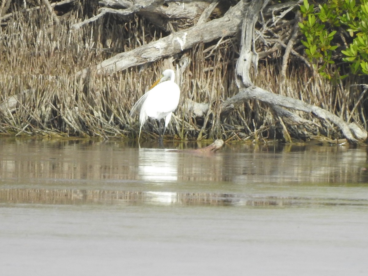 Little Blue Heron - Pamela Johnson