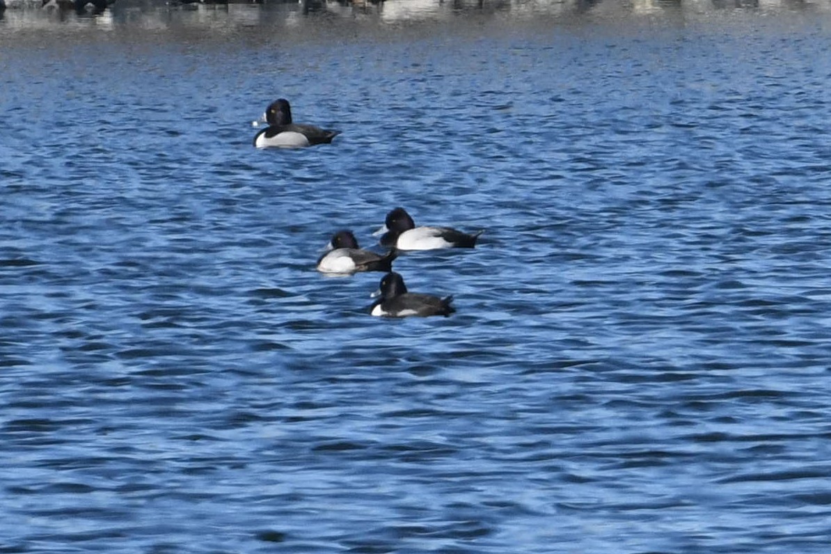 Lesser Scaup - ML614999736