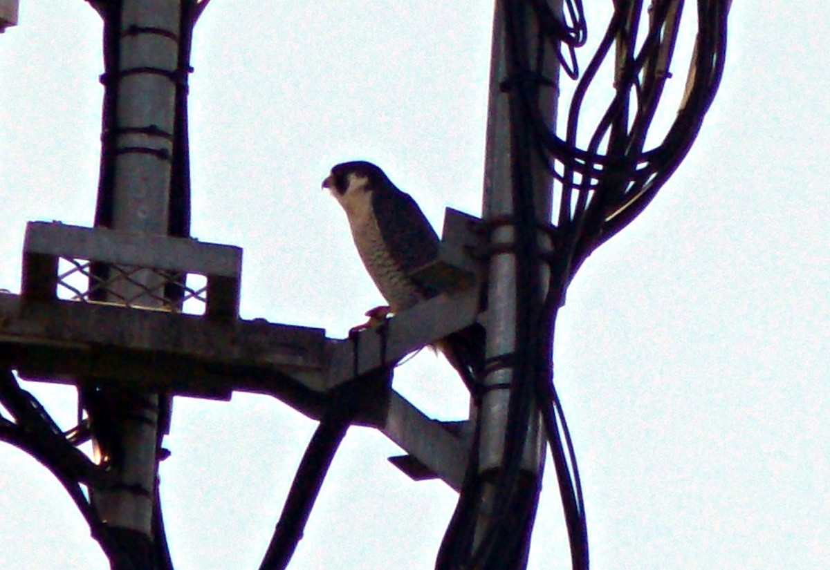 Peregrine Falcon - ML614999771