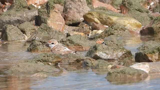 arkipello - ML614999795