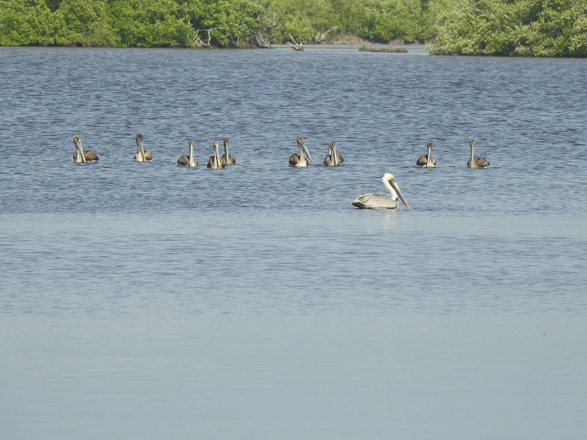 Brown Pelican - Pamela Johnson