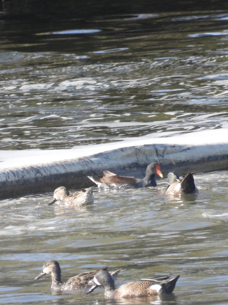 Gallinule d'Amérique - ML614999889