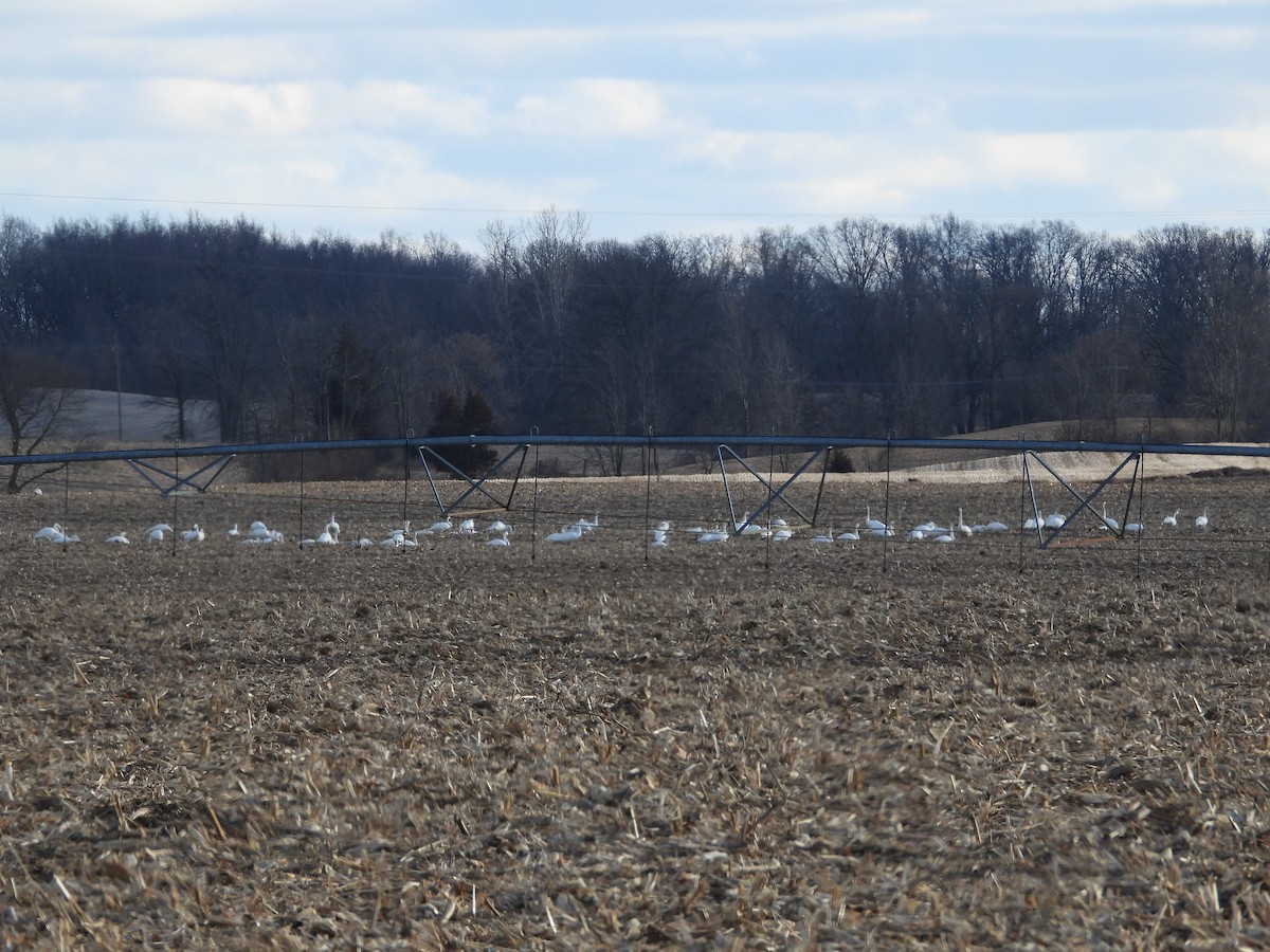 Cygne siffleur - ML614999962