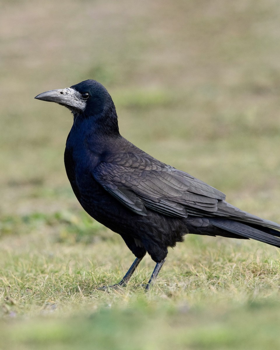 Corbeau freux - ML614999967