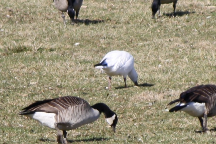 Ross's Goose - ML614999986