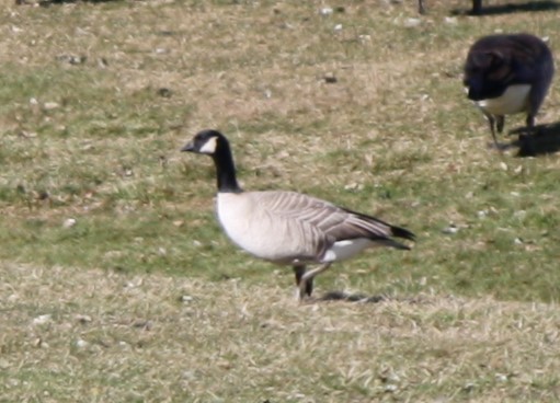 Cackling Goose - Jim Pearson