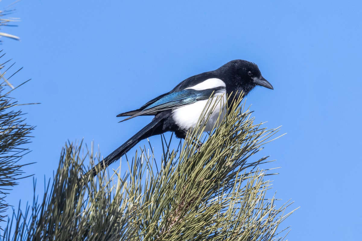 Black-billed Magpie - ML615000063