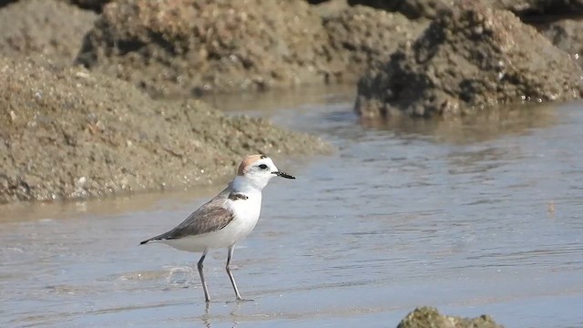 White-faced Plover - ML615000068