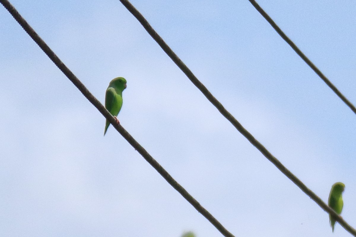 Yeşil Sokumlu Serçe Papağanı - ML615000078