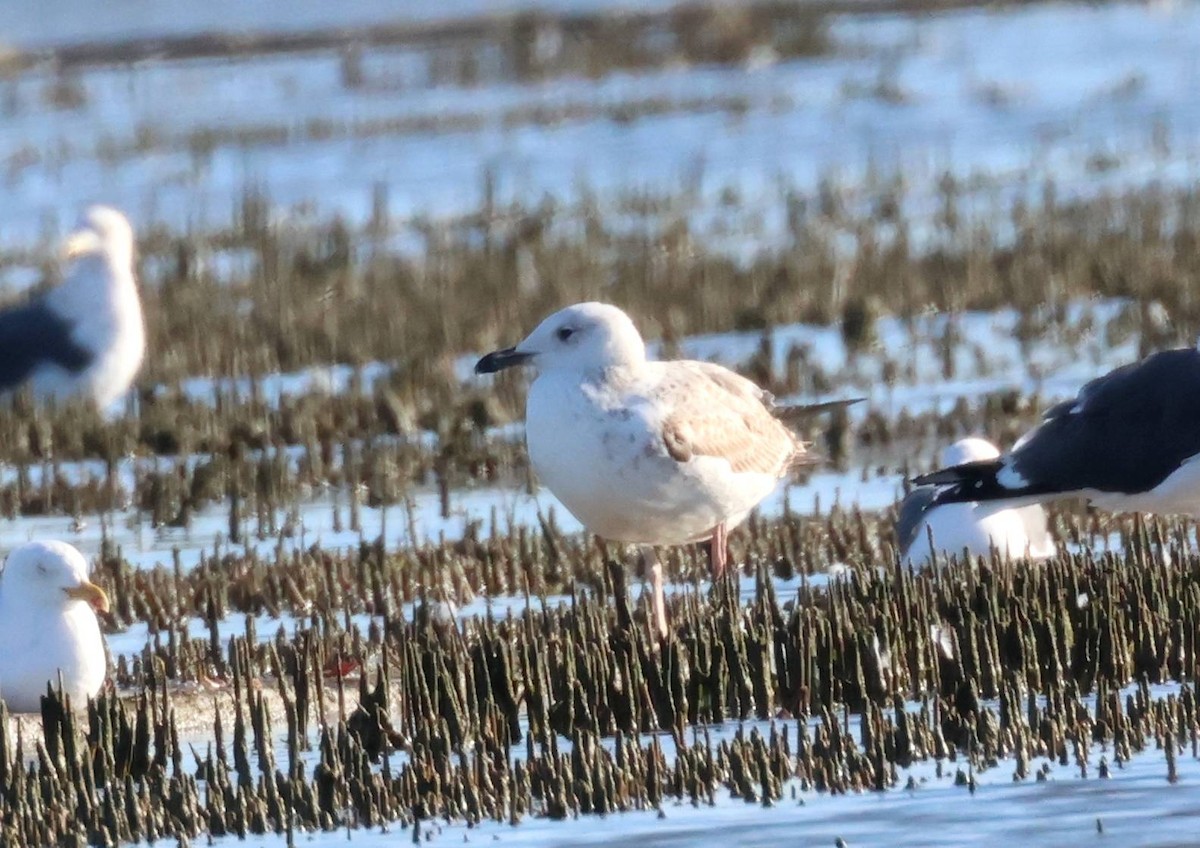 Caspian Gull - ML615000079