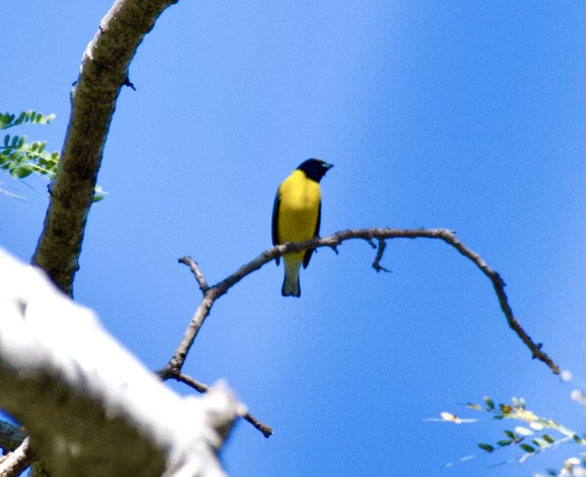West Mexican Euphonia - Jim Collins