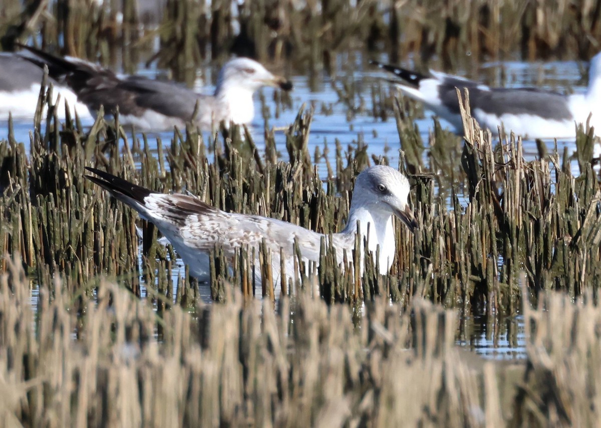 Larus sp. - ML615000222