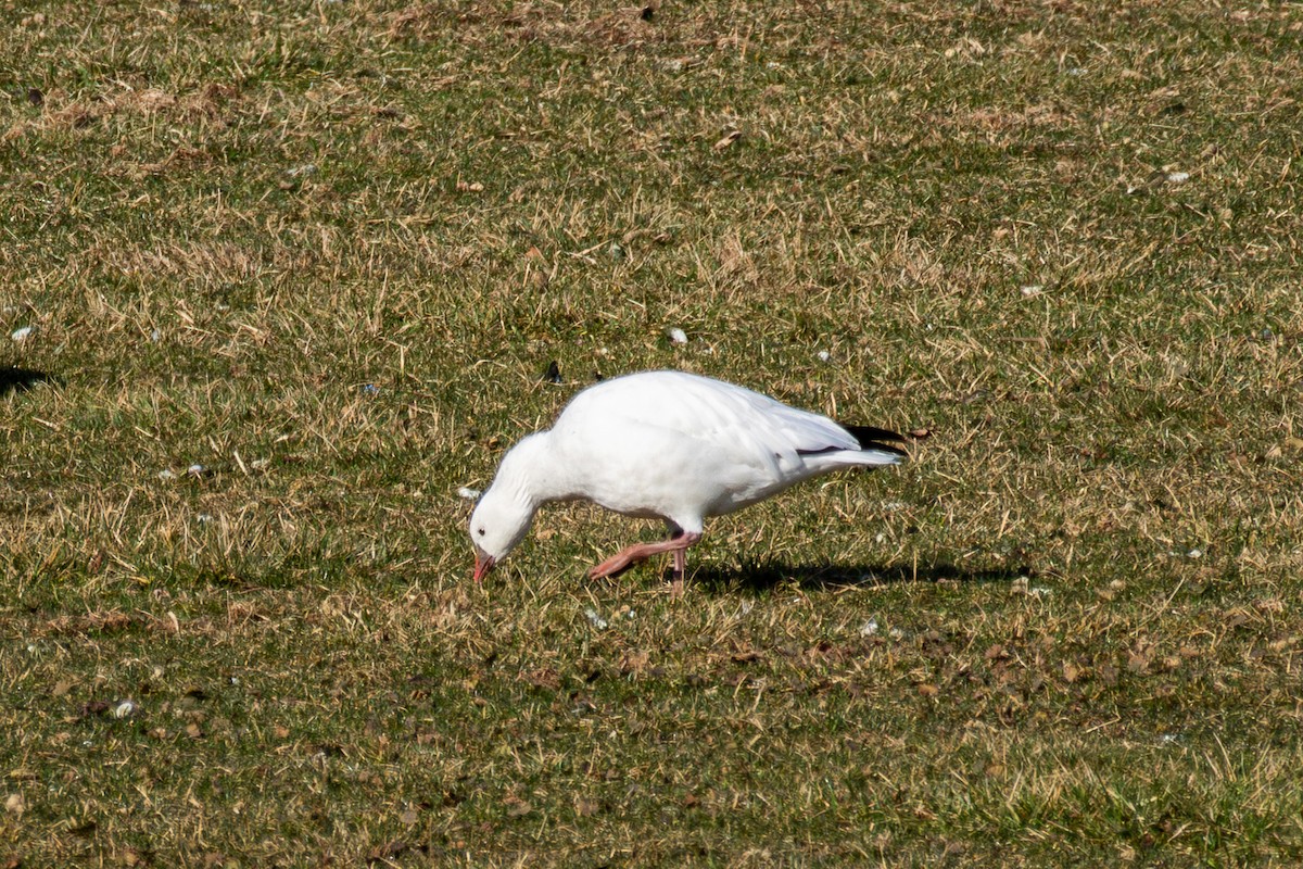 Ross's Goose - ML615000266