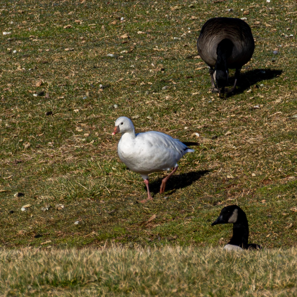 Ross's Goose - ML615000267