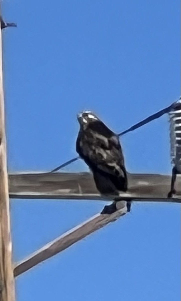 Rough-legged Hawk - ML615000272