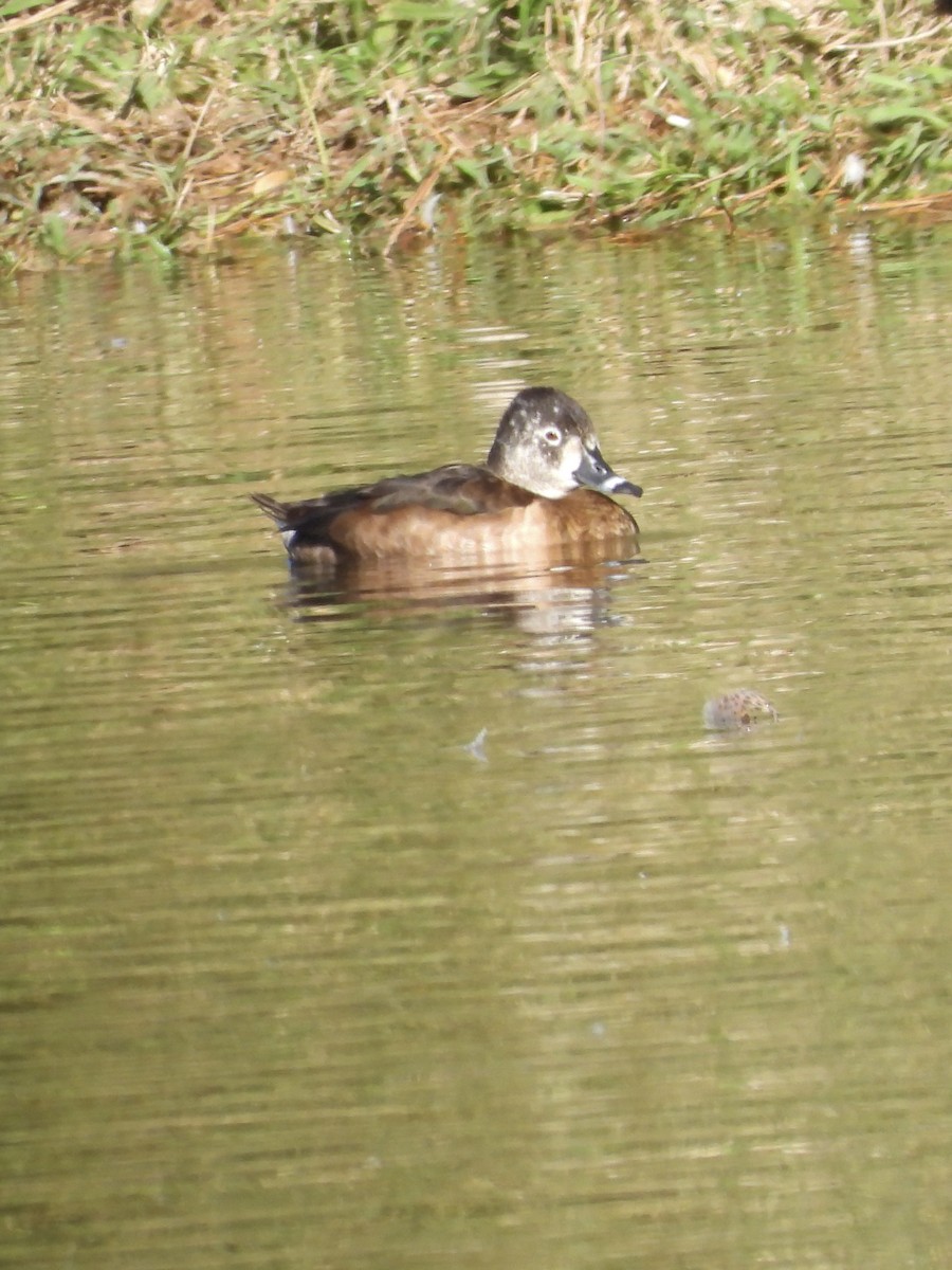Ring-necked Duck - ML615000282