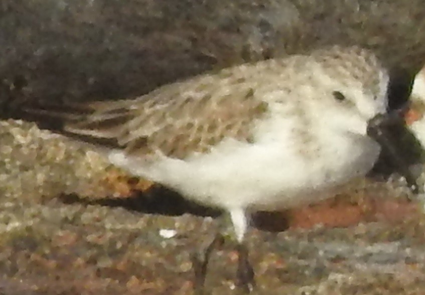 Western Sandpiper - Pamela Johnson