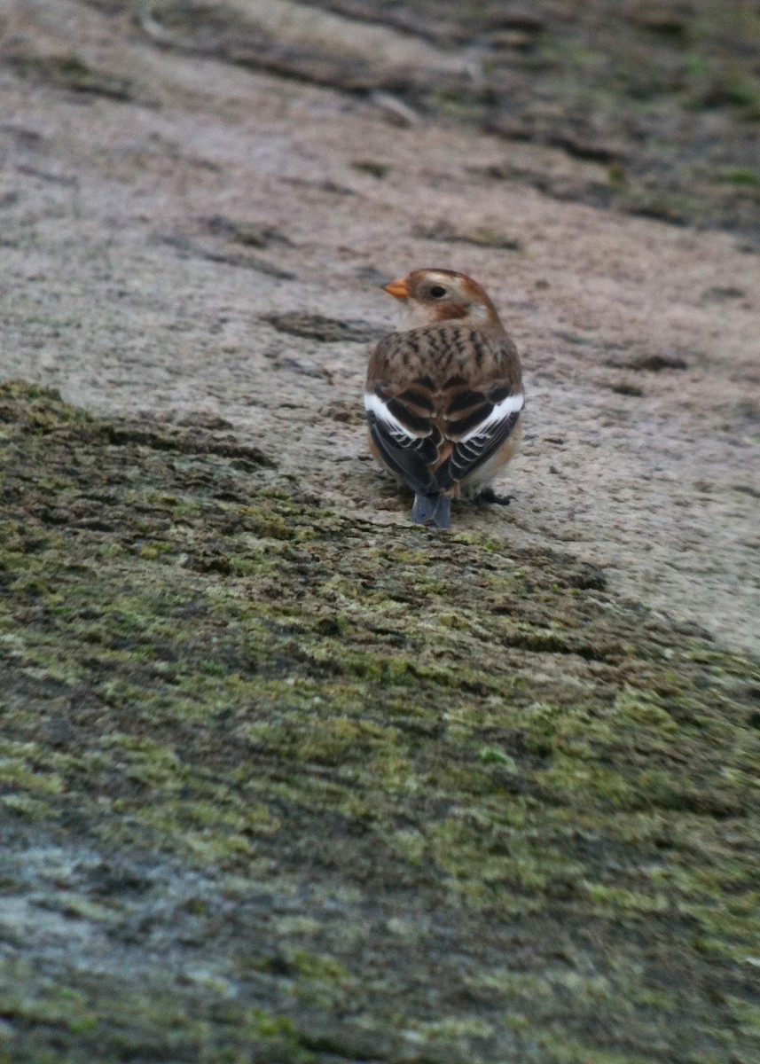 Snow Bunting - ML615000330