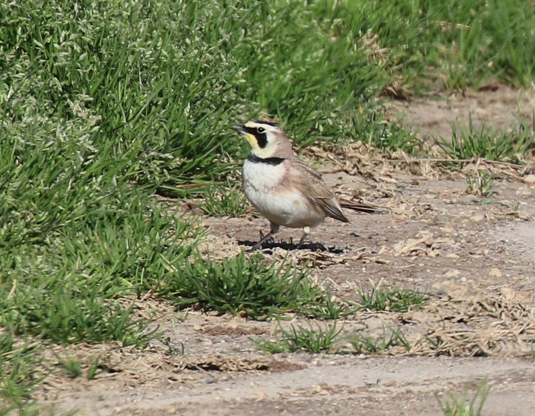 Horned Lark - ML615000336