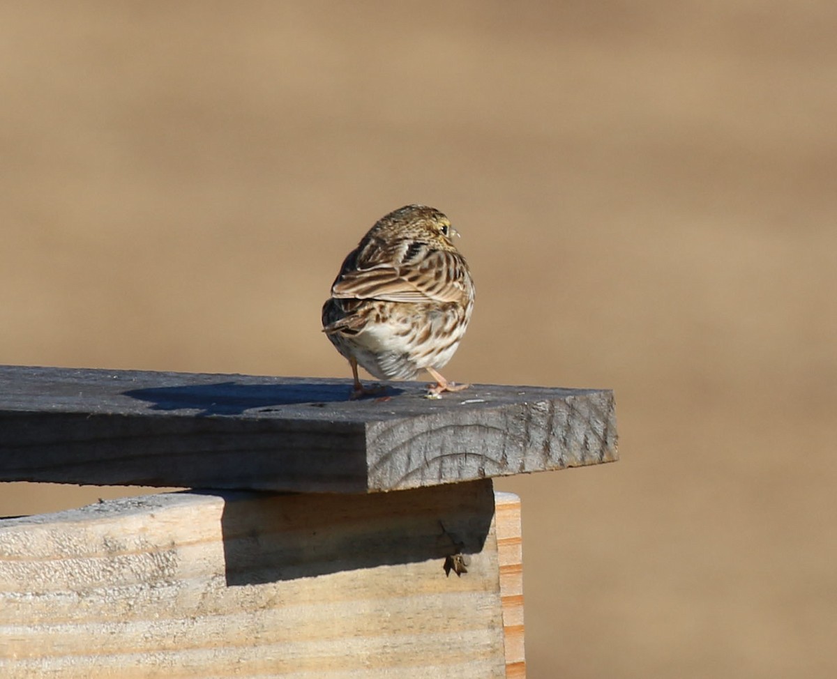 Savannah Sparrow (Savannah) - ML615000357