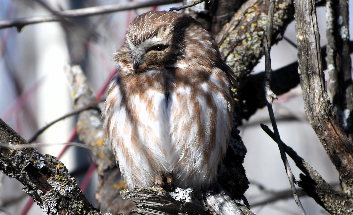 Northern Saw-whet Owl - ML615000389