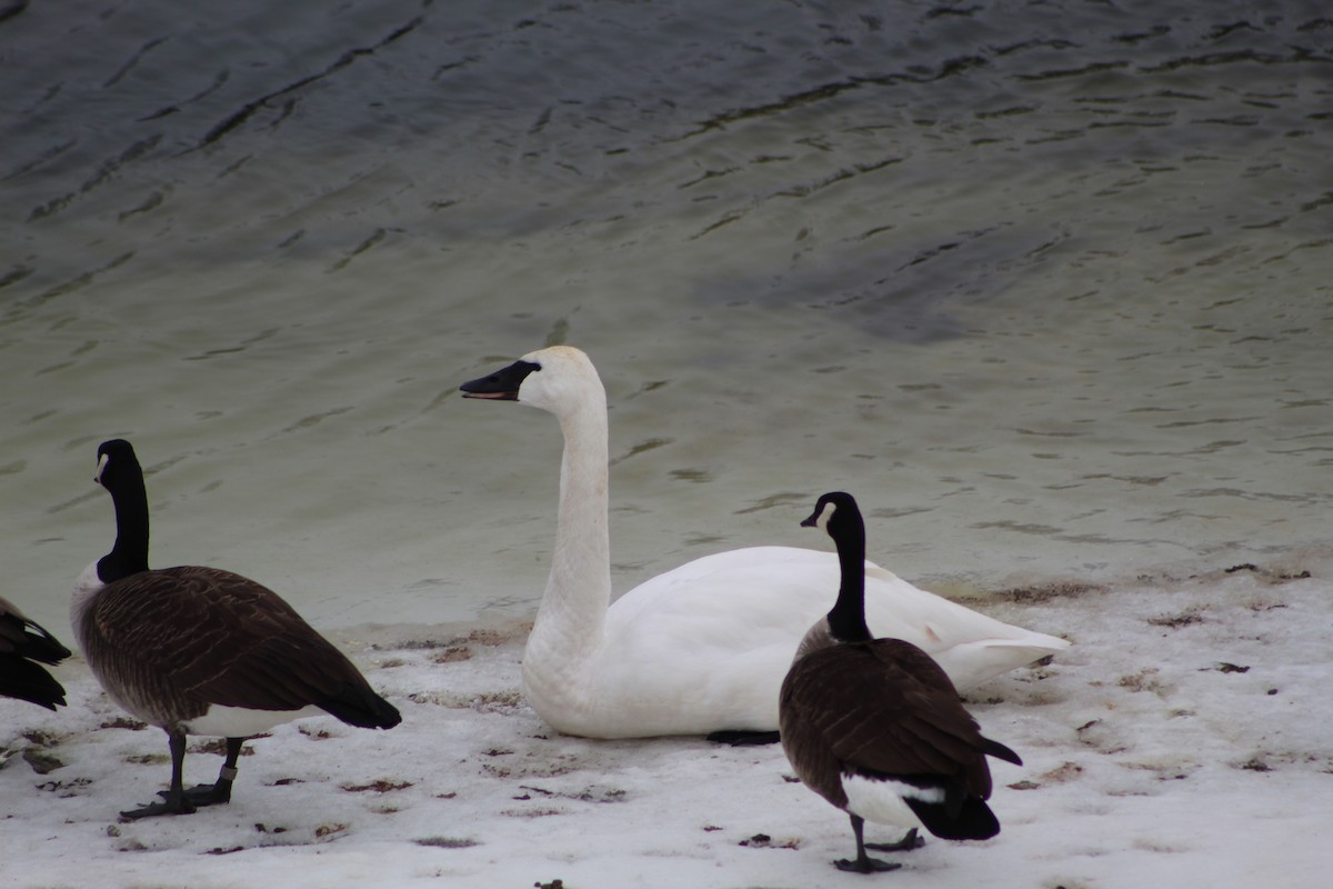 Trumpeter Swan - Daniel Edwards