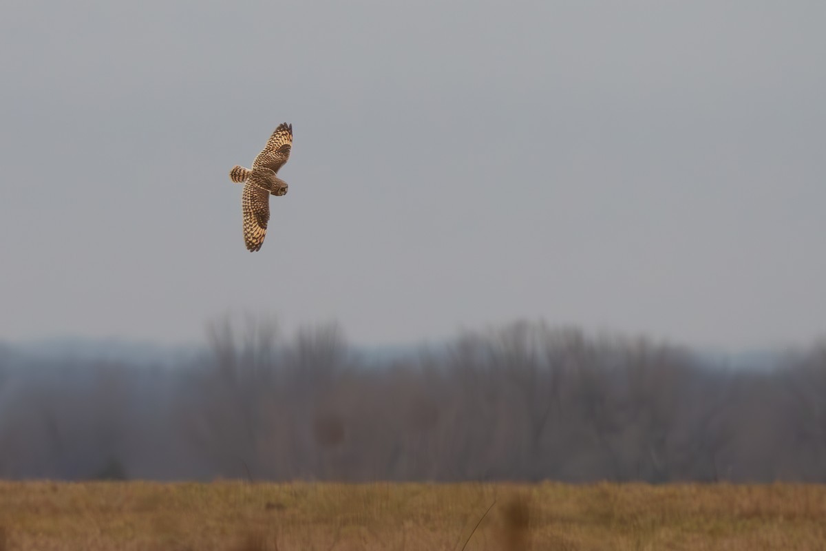 Short-eared Owl - ML615000415