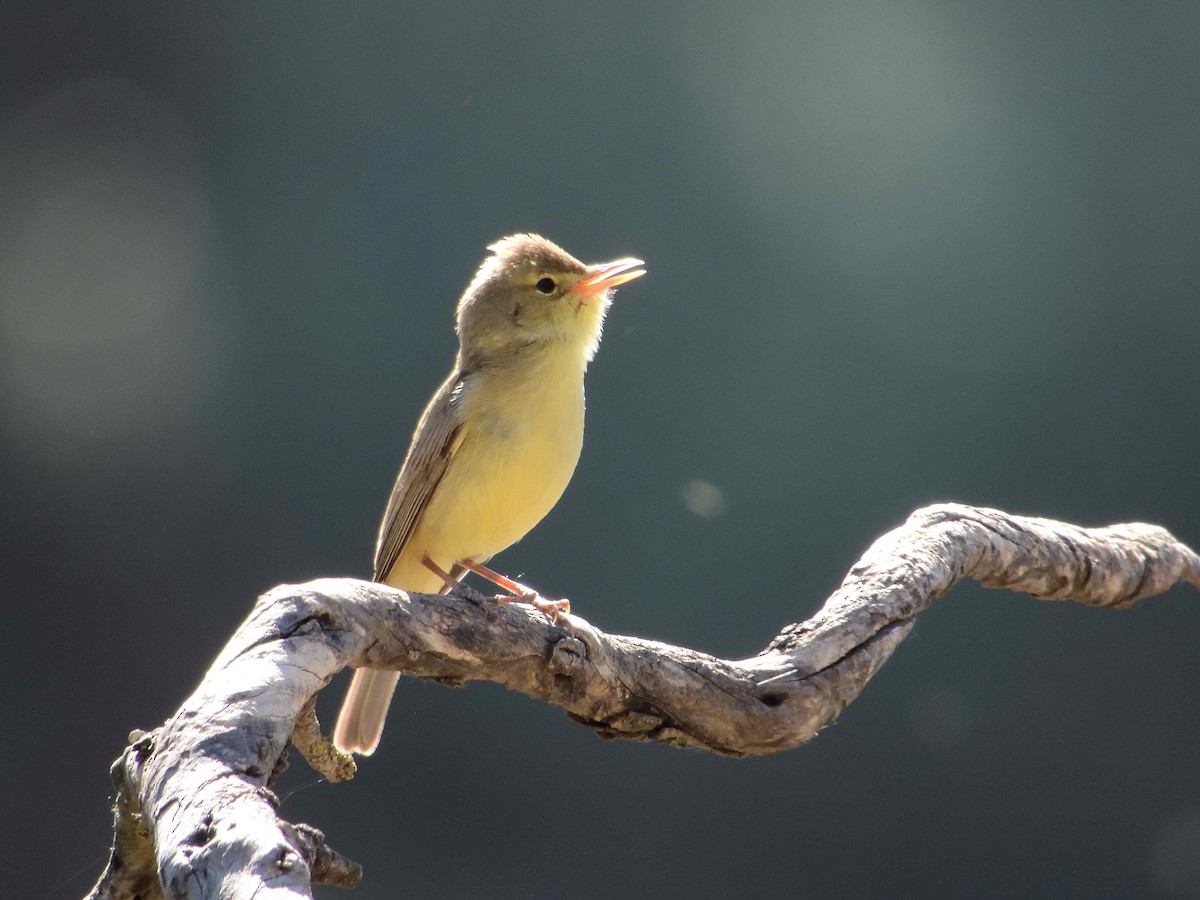 Melodious Warbler - ML615000417