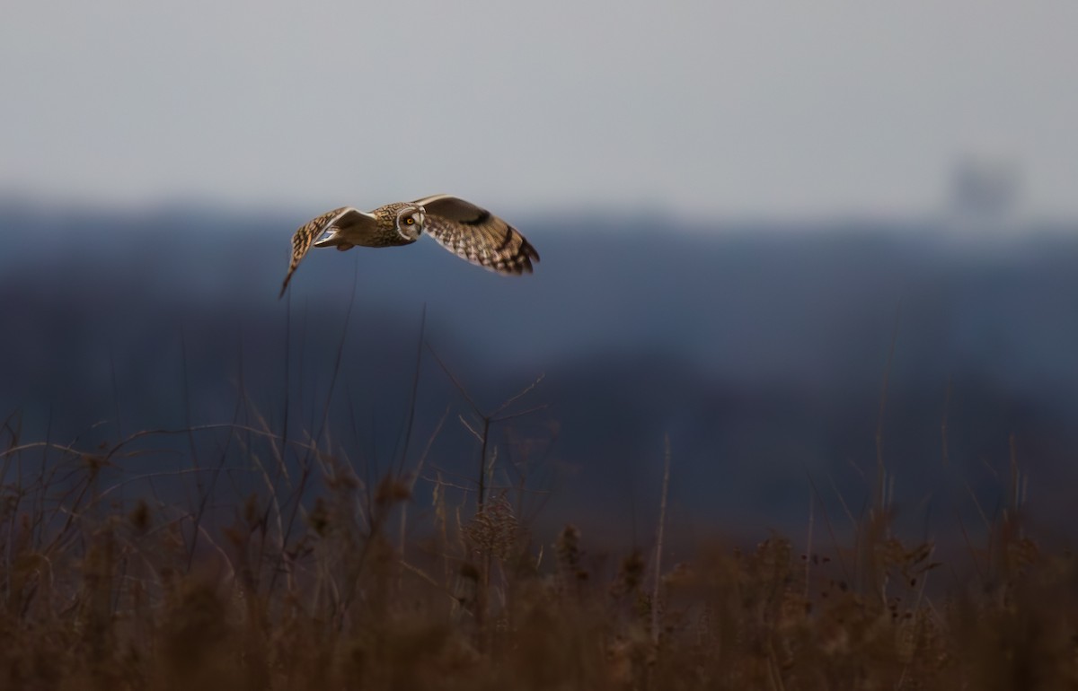 Short-eared Owl - ML615000430