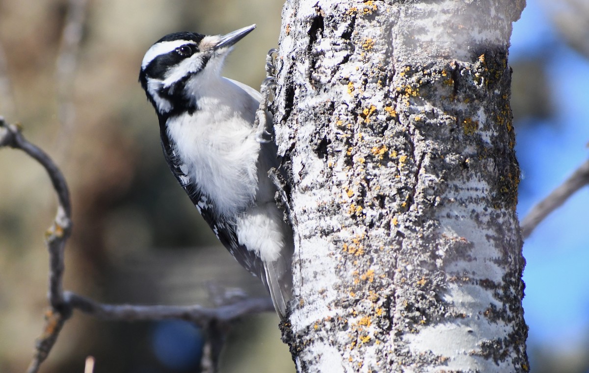 Hairy Woodpecker - ML615000449