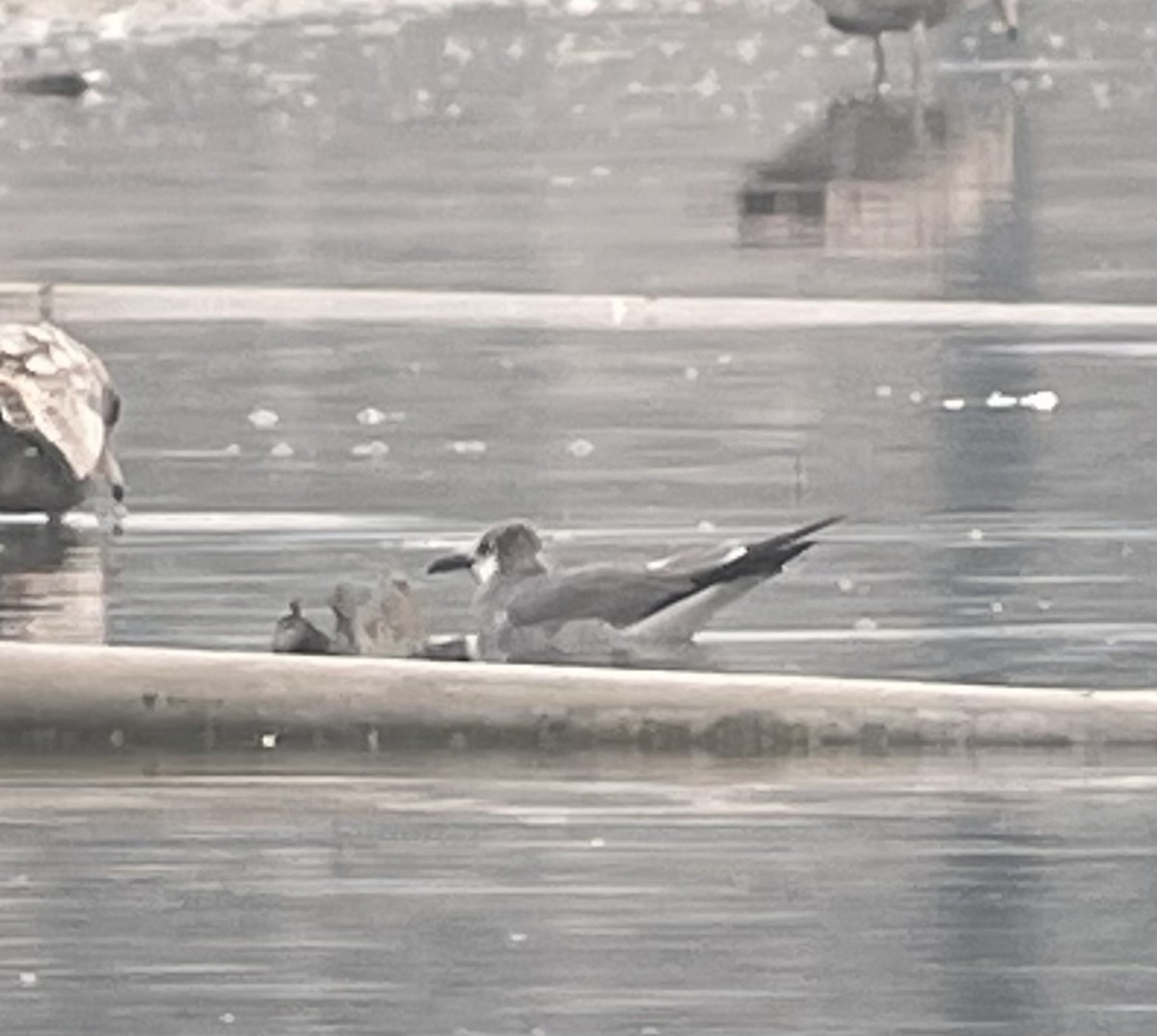 Laughing Gull - ML615000454