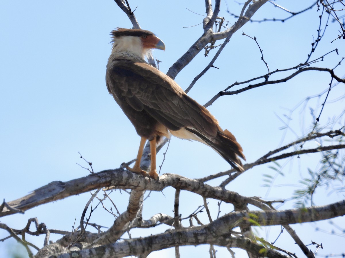 Crested Caracara - ML615000457