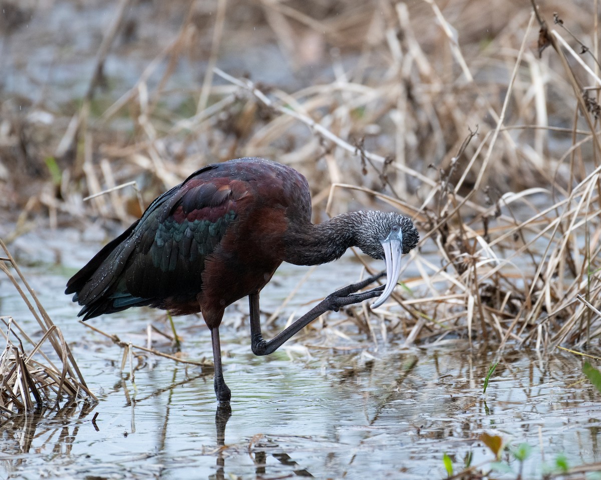 Glossy Ibis - ML615000466