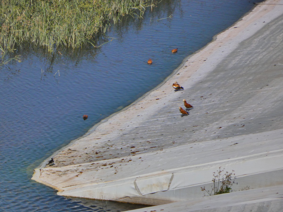 Ruddy Shelduck - ML615000482