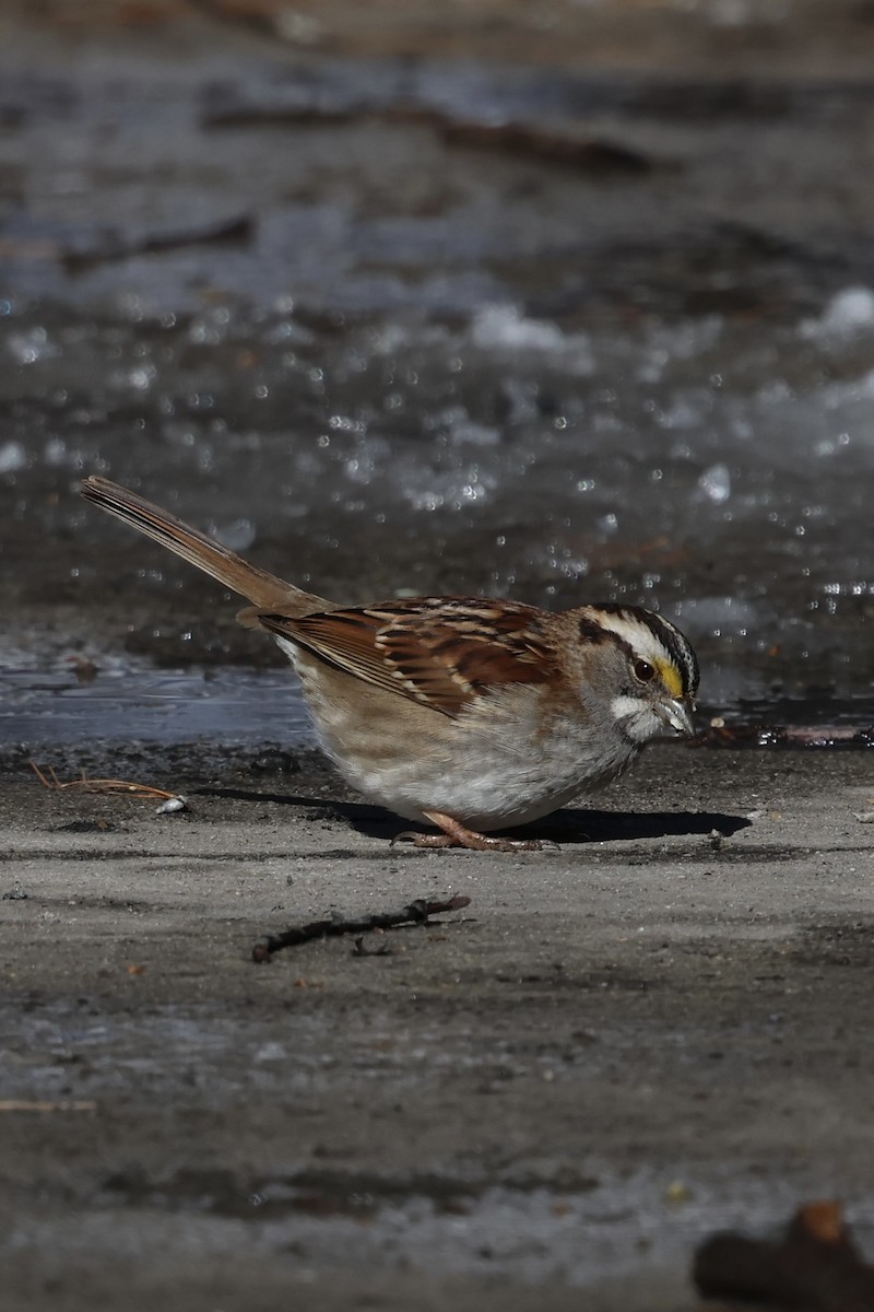 White-throated Sparrow - ML615000523
