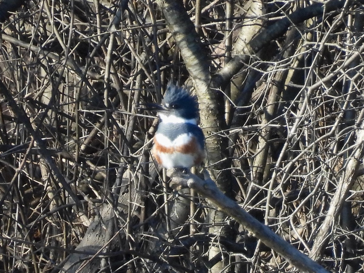 Belted Kingfisher - ML615000526