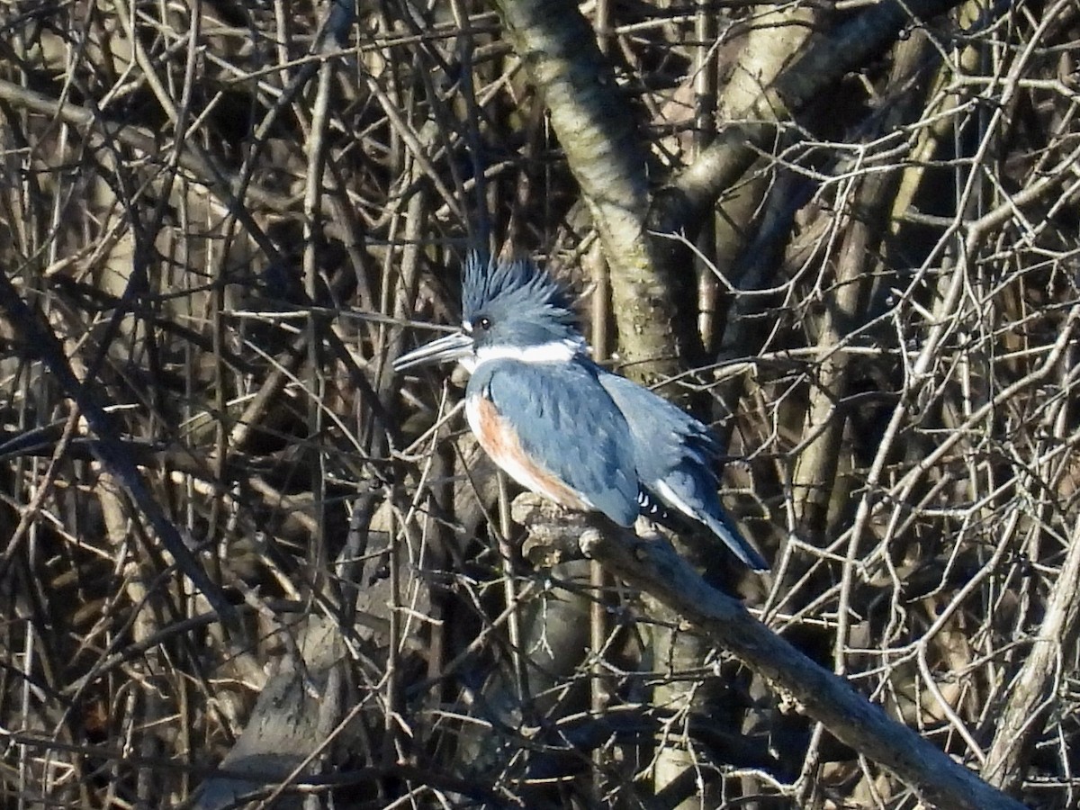 Belted Kingfisher - ML615000534