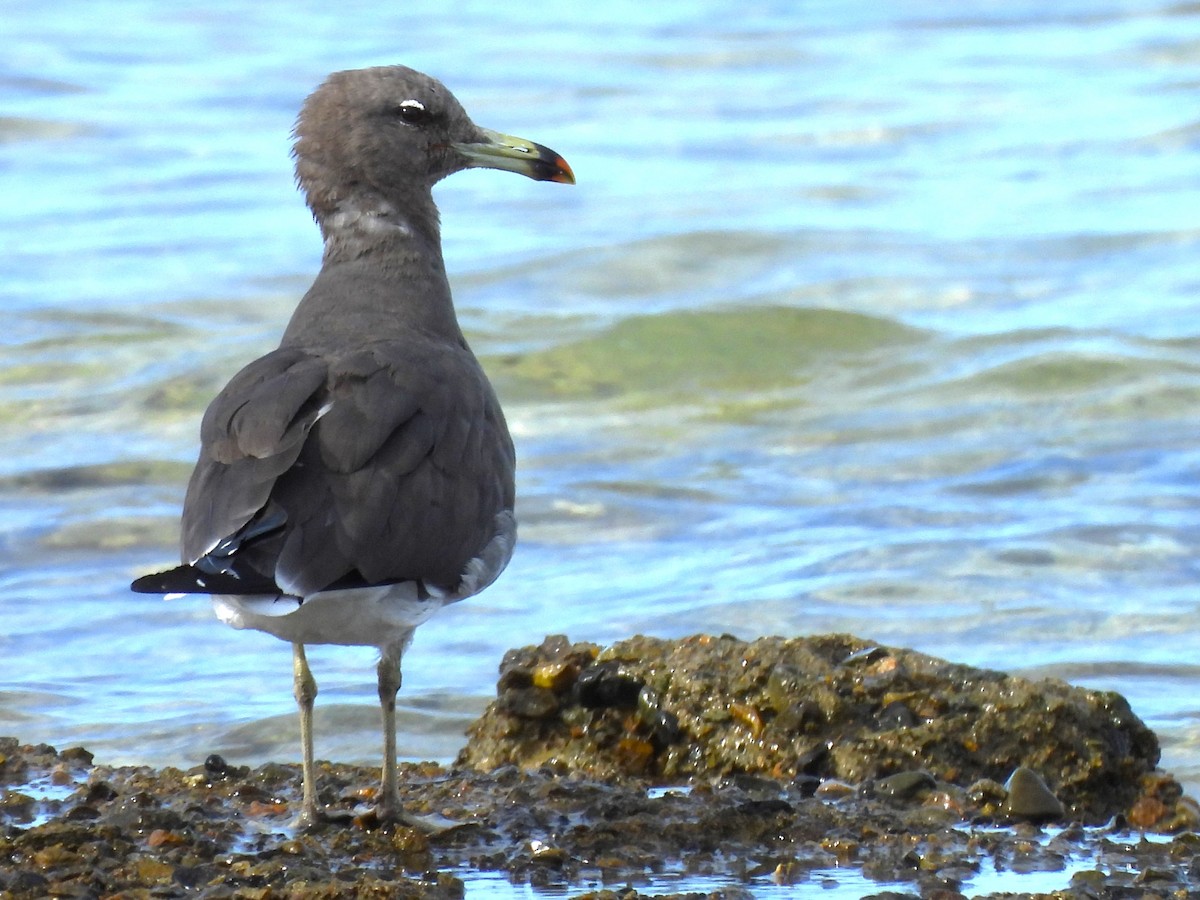 Gaviota Cejiblanca - ML615000554