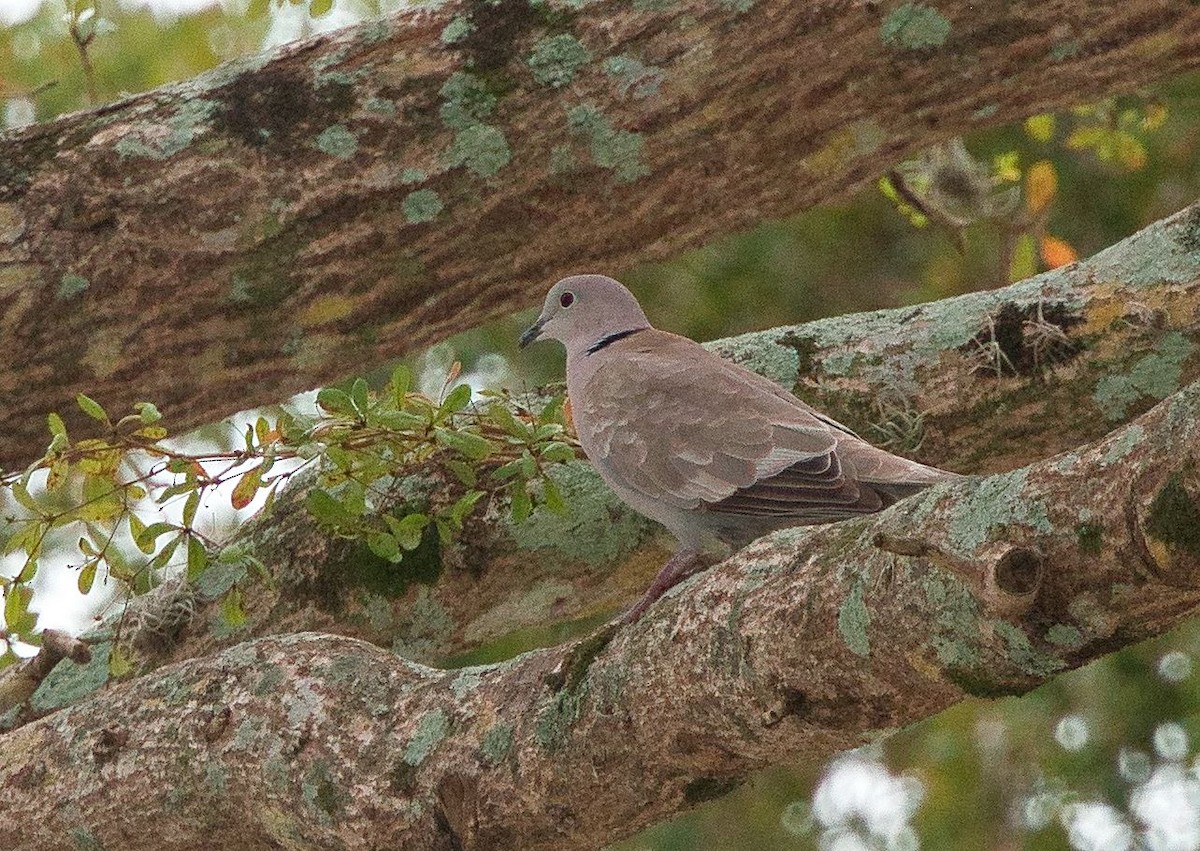 Eurasian Collared-Dove - ML615000557