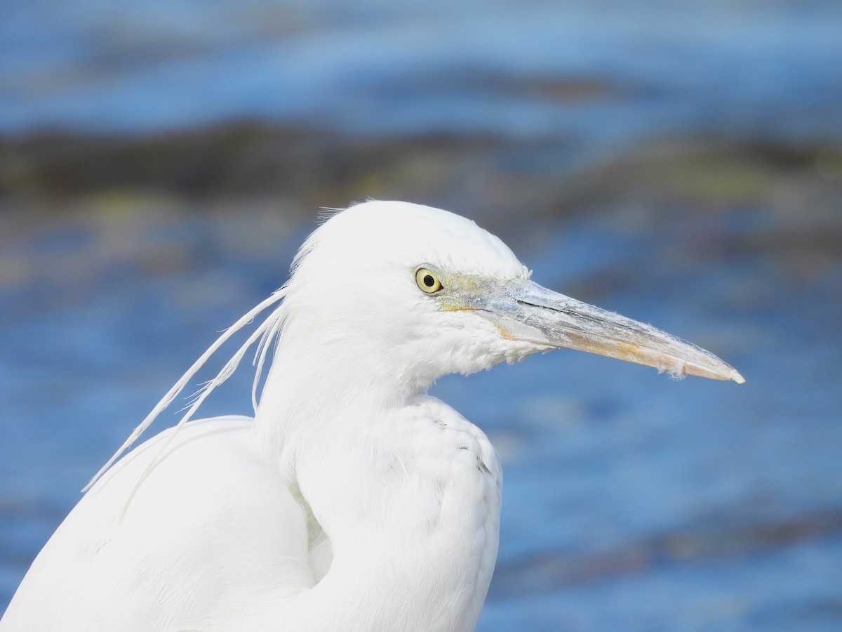 Western Reef-Heron - ML615000572