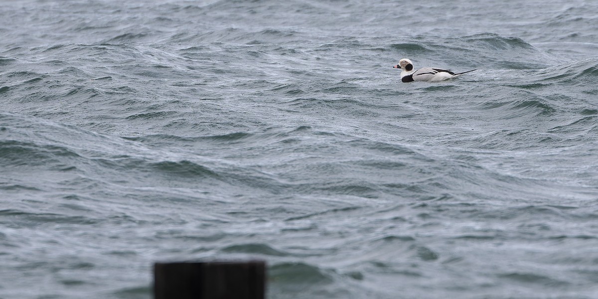 Long-tailed Duck - ML615000606