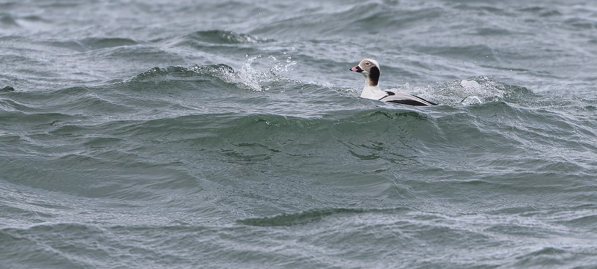 Long-tailed Duck - ML615000609