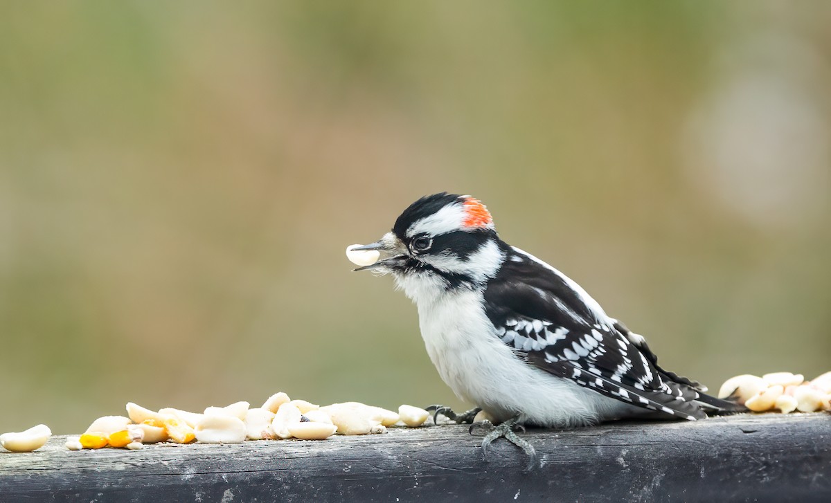 Downy Woodpecker - ML615000616