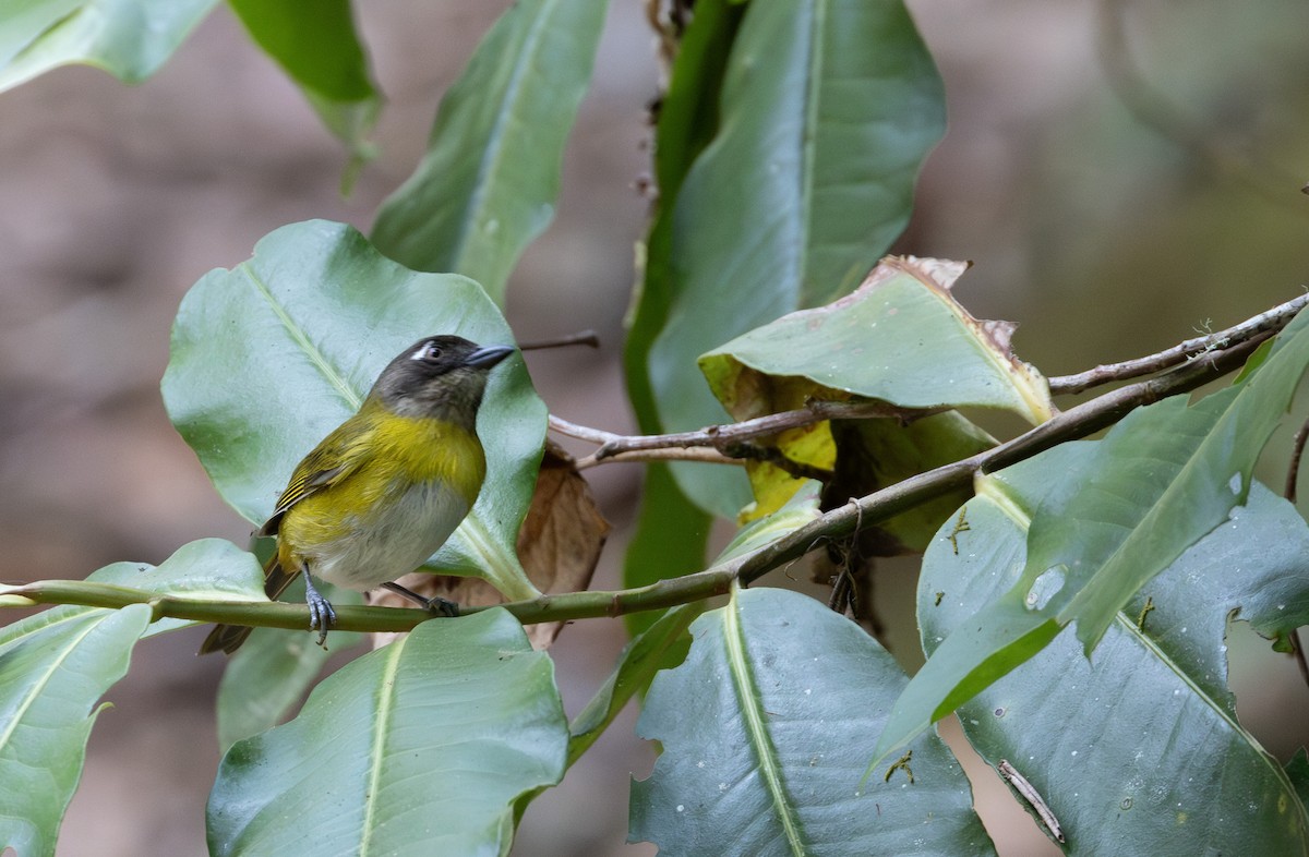 Common Chlorospingus - Joe Ballschneider