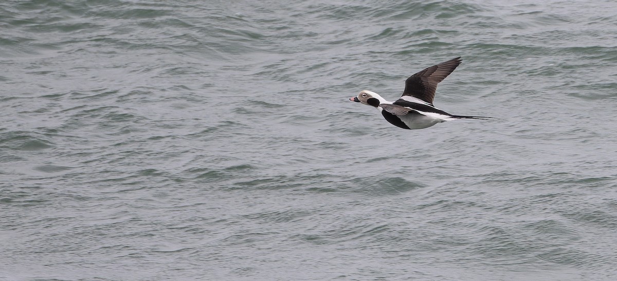 Long-tailed Duck - ML615000638